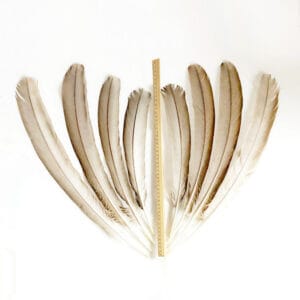 madártollak, madártoll dekor, kreatív alapanyag, kreatív kellék, kreatív dekor kellék