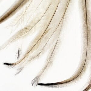 madártollak, dekor madártoll, kreatív alapanyag, kreatív kellék, kreatív dekor kellék