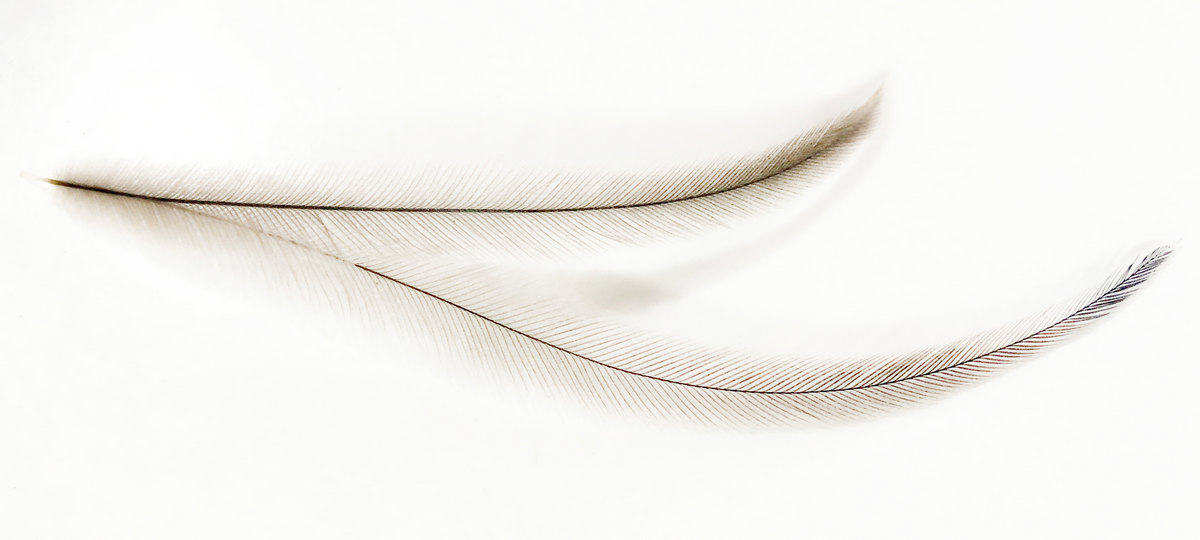 EMUTOLL 7 madártollak, dekor madártoll, kreatív alapanyag, kreatív kellék, kreatív dekor kellék