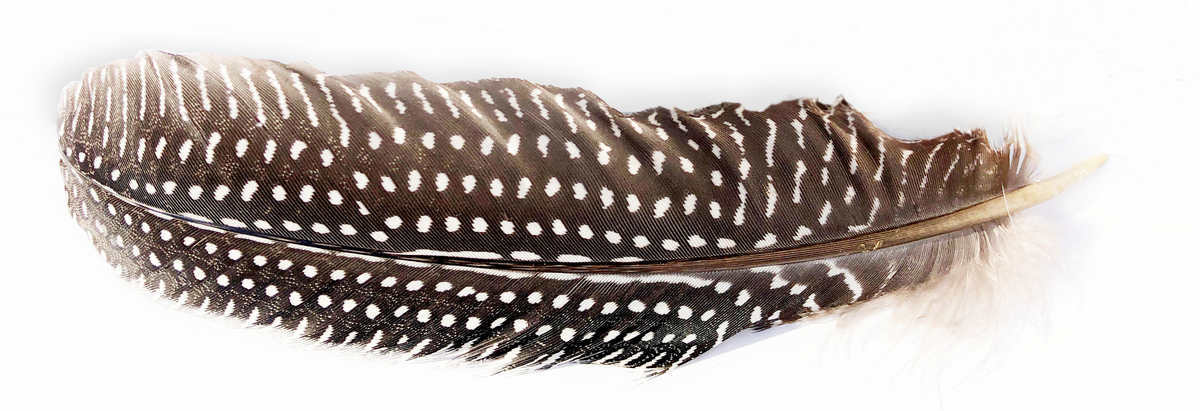 madártollak, dekor madártoll, kreatív alapanyag, kreatív kellék, kreatív dekor kellék