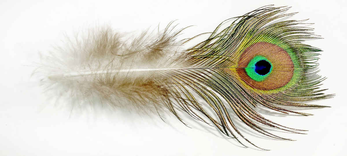 MINI PÁVATOLL 8 Dekorációs pávatoll a lakásban