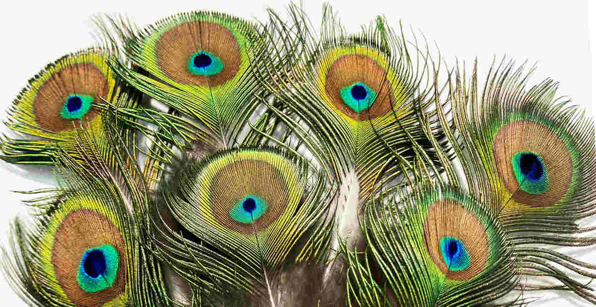 MINI PÁVATOLL 9 Dekorációs pávatoll a lakásban