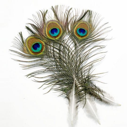 PÁVATOLL CSOMAG - M 6 Dekorációs pávatoll a lakásban