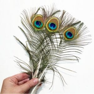 Dekorációs pávatoll a lakásban