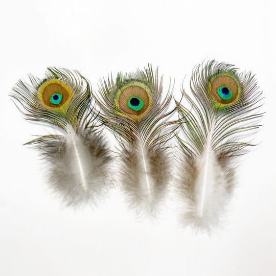 MINI PÁVATOLL 3 Dekorációs pávatoll a lakásban