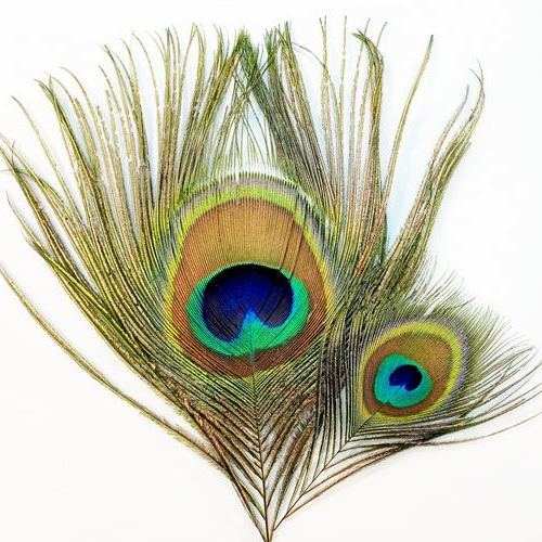 Indiai kék, zöld pávatollak, pávaszemek