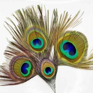 pávaszem adventi naptárba