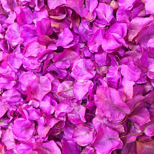 BOUGAINVILLEA 7 természetes esküvői konfetti, szárított szirom, esküvői szirom, konfetti szórás