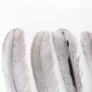 madártollak, dekor madártoll, kreatív alapanyag, kreatív kellék, kreatív dekor kellék