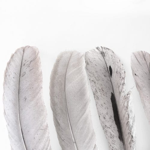 20-40 CM-S SZÜRKE MADÁRTOLL 6 madártollak, dekor madártoll, kreatív alapanyag, kreatív kellék, kreatív dekor kellék