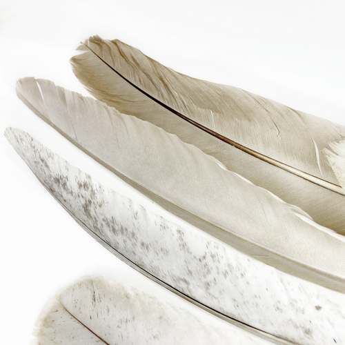 20-40 CM-S SZÜRKE MADÁRTOLL 5 madártollak, dekor madártoll, kreatív alapanyag, kreatív kellék, kreatív dekor kellék