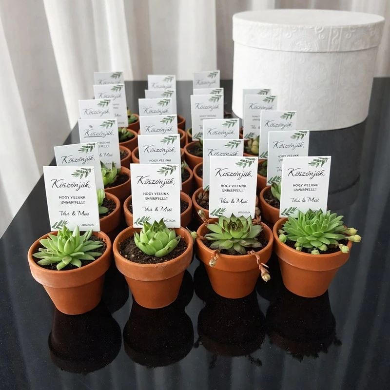 Tamasi viv kovi 2 kpng