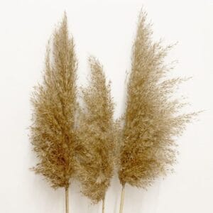 Szárított nádszálak hosszú szárral padlóvázába