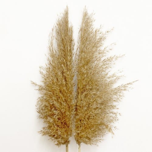 NÁD 5 Szárított nádszálak hosszú szárral padlóvázába