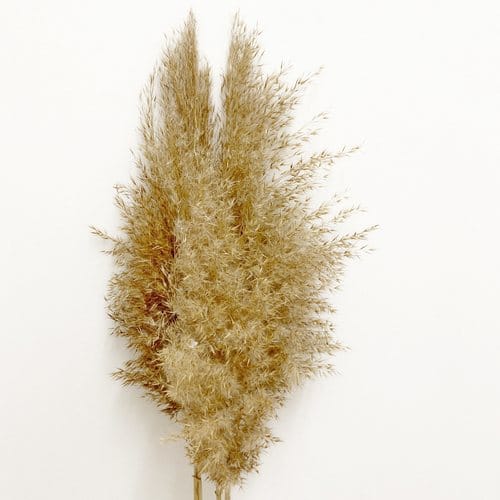 NÁD 4 Szárított nádszálak hosszú szárral padlóvázába