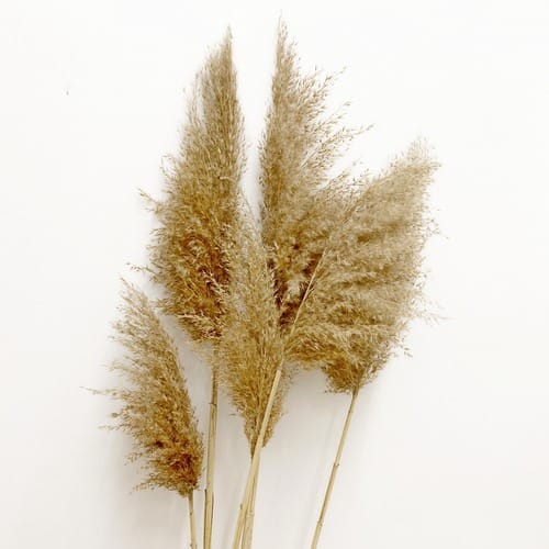 NÁD 1 Szárított nádszálak hosszú szárral padlóvázába