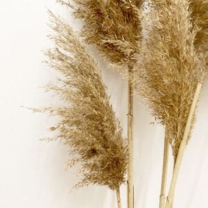 Szárított nádszálak hosszú szárral padlóvázába