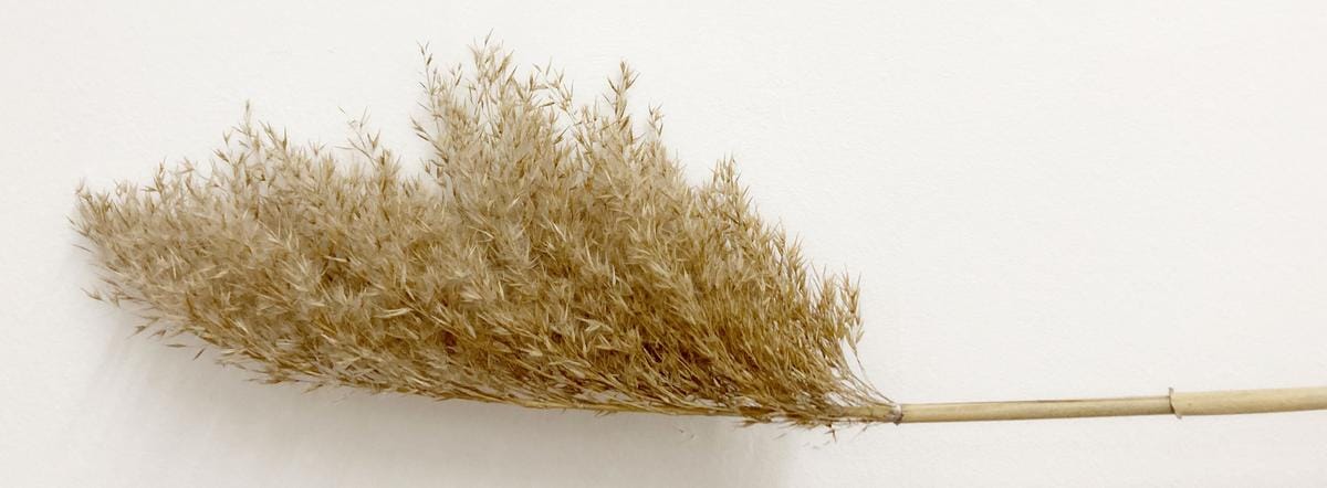 NÁD 7 Szárított nádszálak hosszú szárral padlóvázába