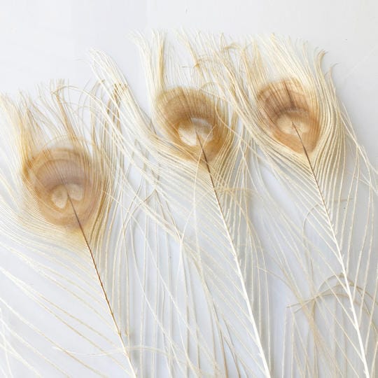 BÉZS PÁVATOLL 2 dekorációs pávatoll dekor lakásban