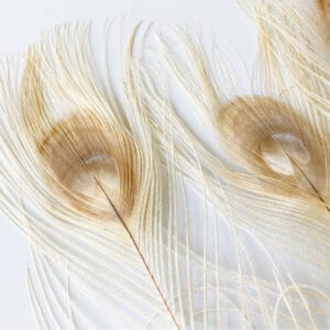 dekorációs pávatoll dekor lakásban