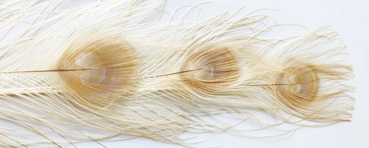 BÉZS PÁVATOLL 6 dekorációs pávatoll dekor lakásban