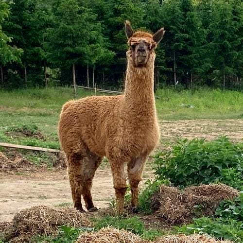 Az alpaka gyapjúja környezetbarát