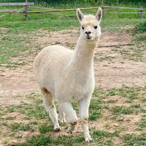 A legkörnyezetbarátabb állat, az alpaka