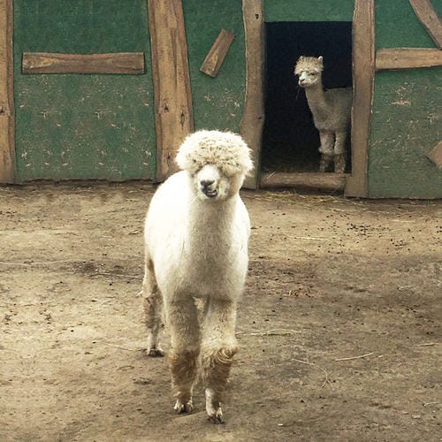 Az alpaka nem patás állat