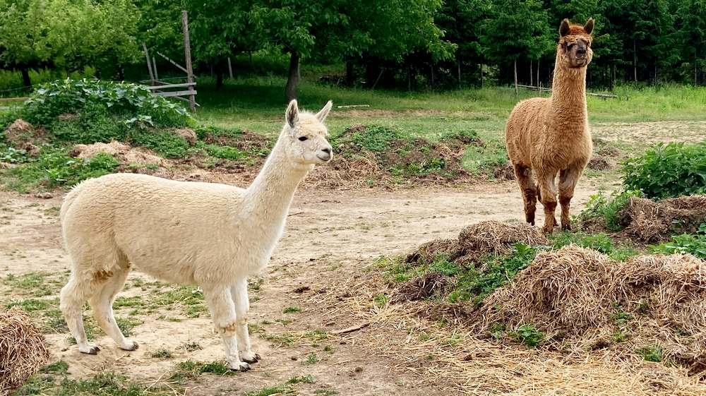 Az alpaka gyapjúja hipoallergén