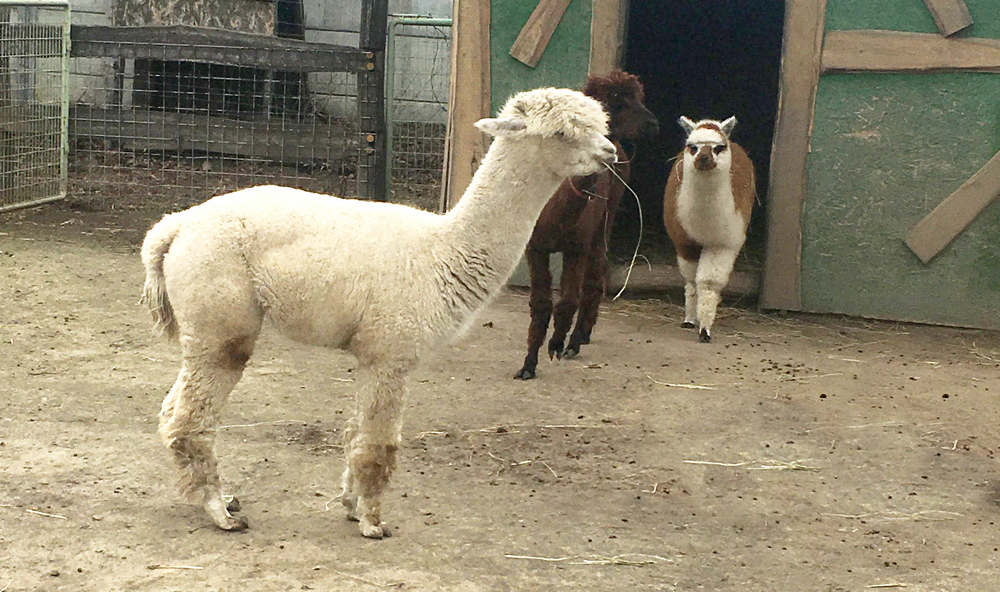 Az alpaka olyan növényt eszik, amit más állat nem