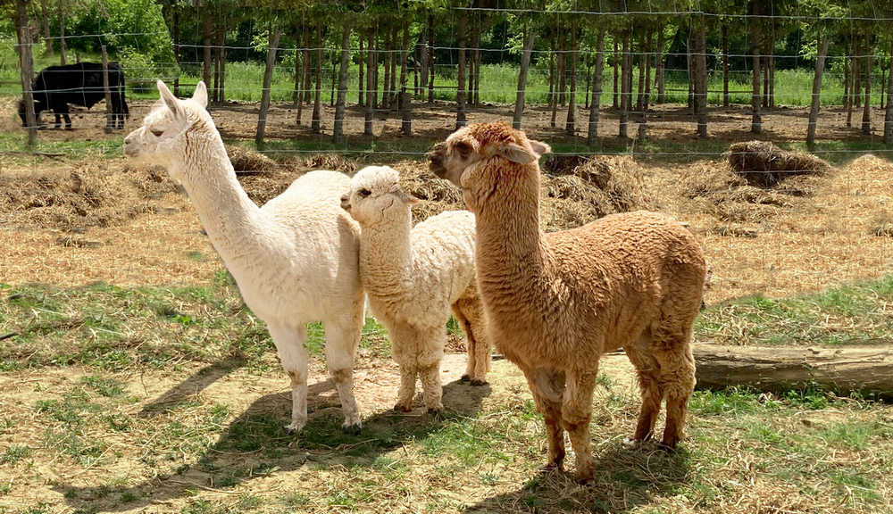 Fehér, világos és sötétebb alpaka