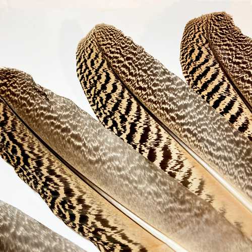 madártollak, dekor madártoll, kreatív alapanyag, kreatív kellék, kreatív dekor kellék