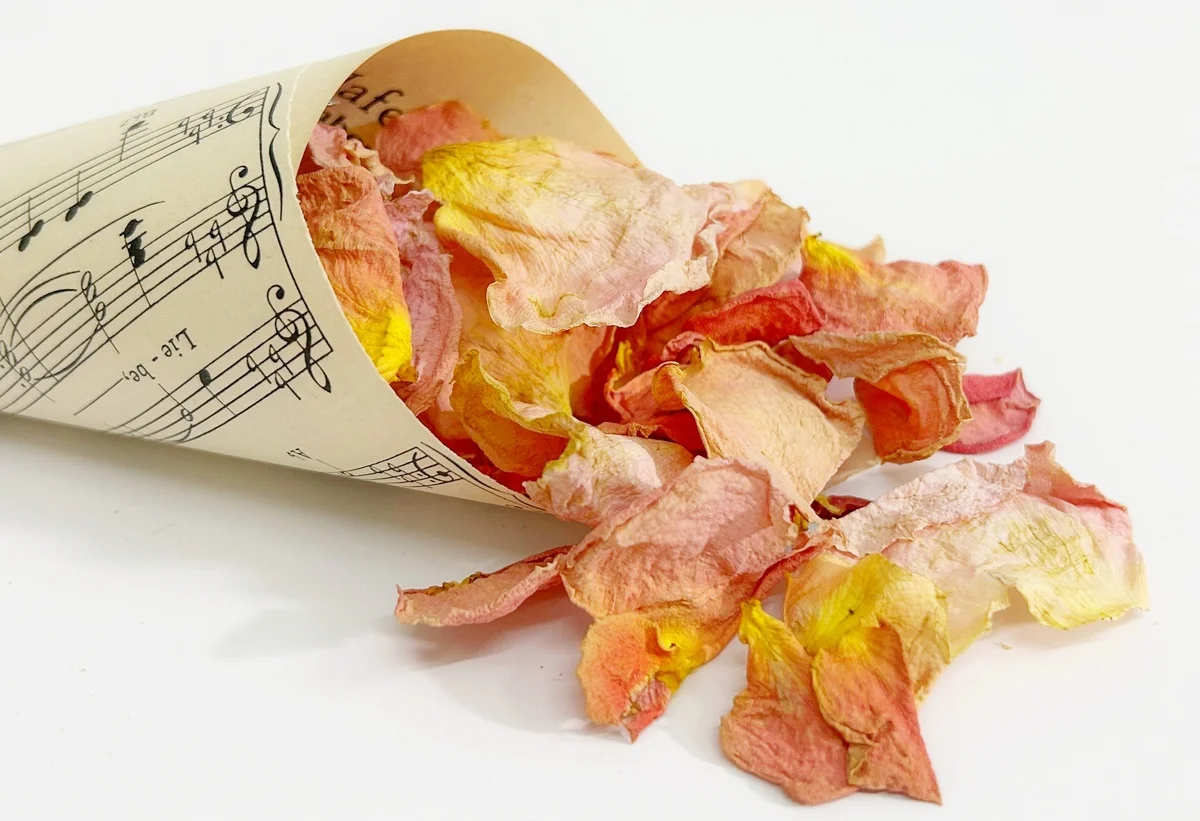 Szaritott barack rozsaszirom 2