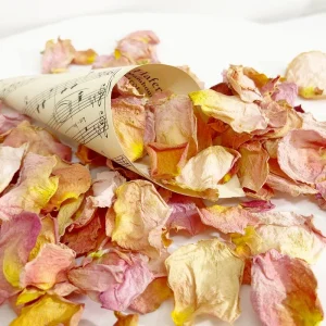 BARACK SZÍNŰ RÓZSASZIROM