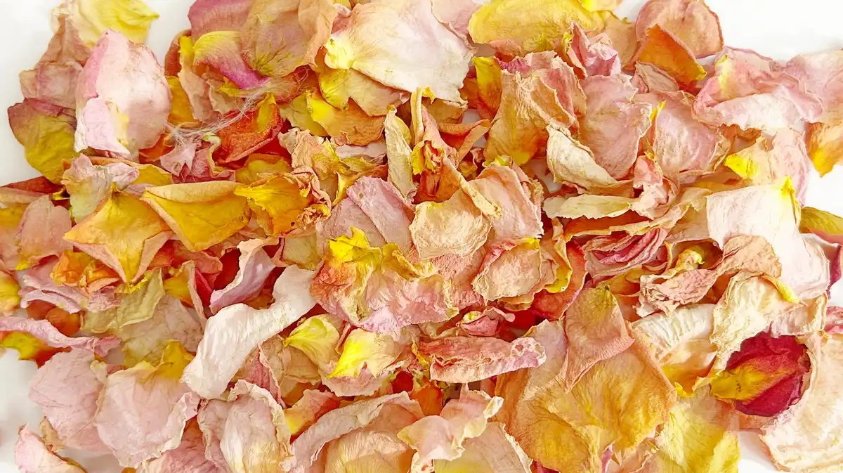 Szaritott barack rozsaszirom 5