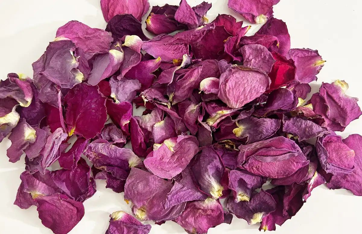 Szaritott lila rozsaszirom 1