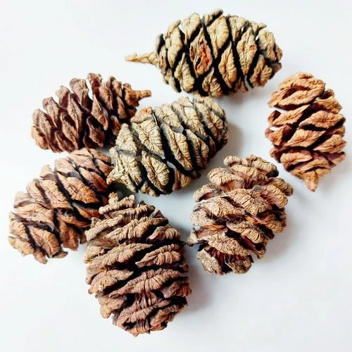 Orias mammutfenyo toboz