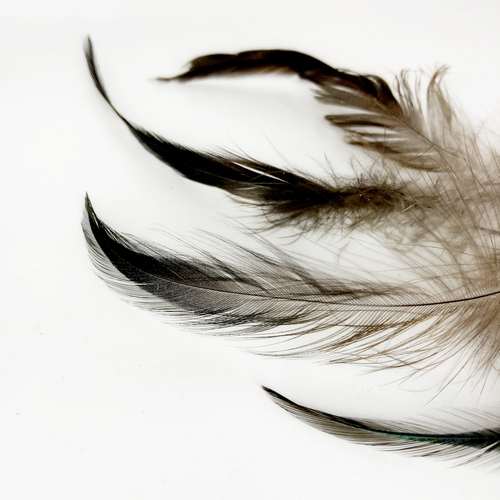 NYAKTOLLAK 5/CS 5 madártollak, madártoll dekor, kreatív alapanyag, kreatív kellék, kreatív dekor kellék