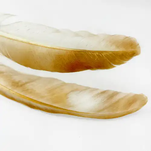 10-20 CM-S BARNA - FEHÉR MADÁRTOLL 10/CS 1 Madártollak