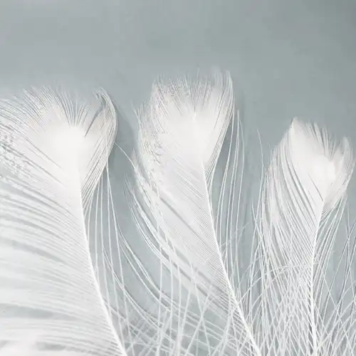 FÉLSZEMES FEHÉR PÁVATOLL 1 Pávatollak