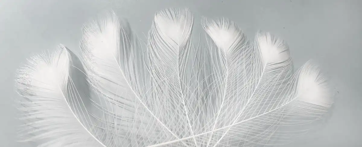 FÉLSZEMES FEHÉR PÁVATOLL 5 Pávatollak