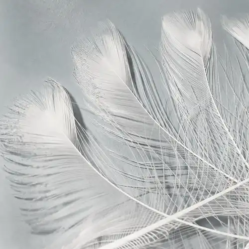 FÉLSZEMES FEHÉR PÁVATOLL 2 Pávatollak