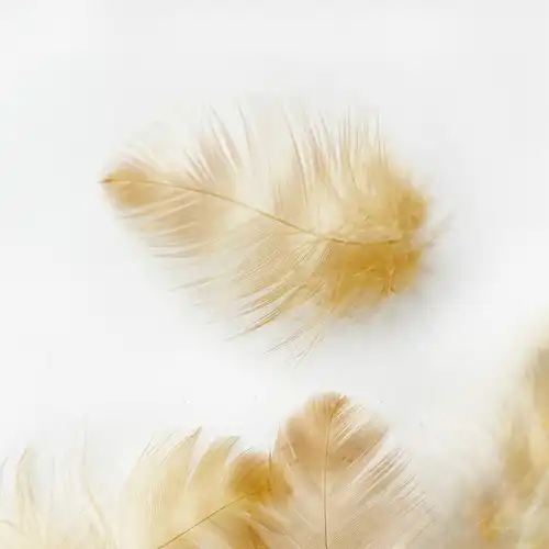 Feher barna tollpihek 1