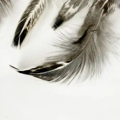 Fekete feher tollpihe 2