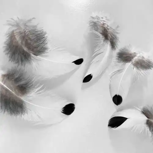 CSEPPECSKE TOLLPIHE 10/CS 1 Cseppecske tollpihe 2