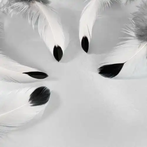 CSEPPECSKE TOLLPIHE 10/CS 4 Cseppecske tollpihe 3