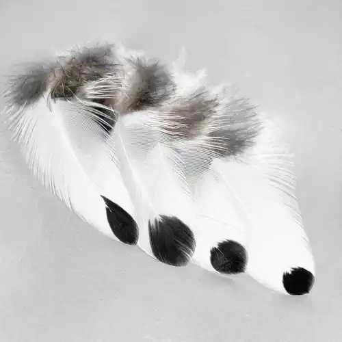 CSEPPECSKE TOLLPIHE 10/CS 3 Cseppecske tollpihe 4