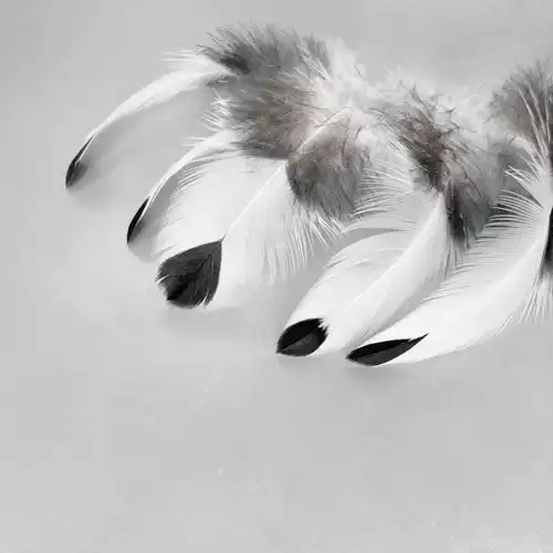 CSEPPECSKE TOLLPIHE 10/CS 2 Cseppecske tollpihe 5