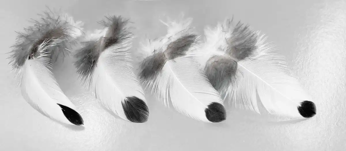 Cseppecske tollpihe 7