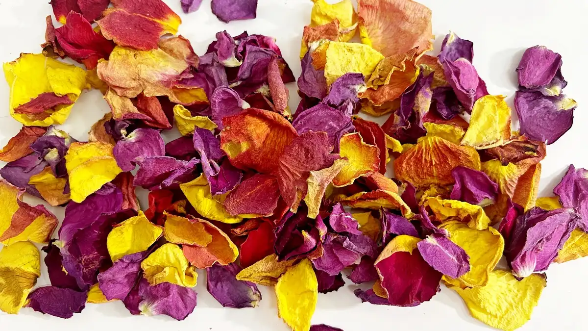 Piros sarga lila szirom 6